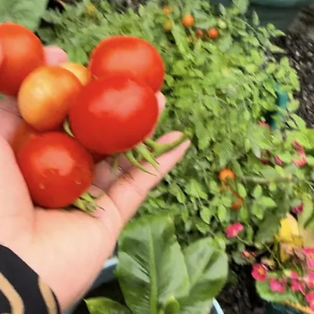 Homestay szállás Center Townhouse *