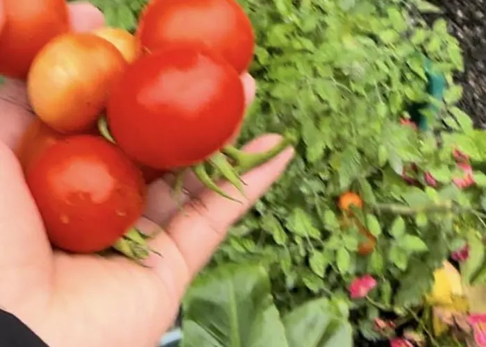 בית אירוח Center Townhouse *