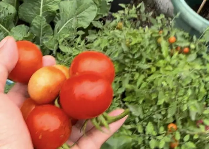 בית אירוח Center Townhouse